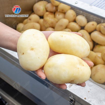 Potatoes and round tuber crops Ginger Potato Carrot Taro Sweet potato Yam Saiko persimmon papaya horseshoe macadamia nut Brush Washing and Peeling